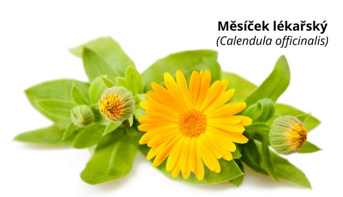 Měsíček lékařský